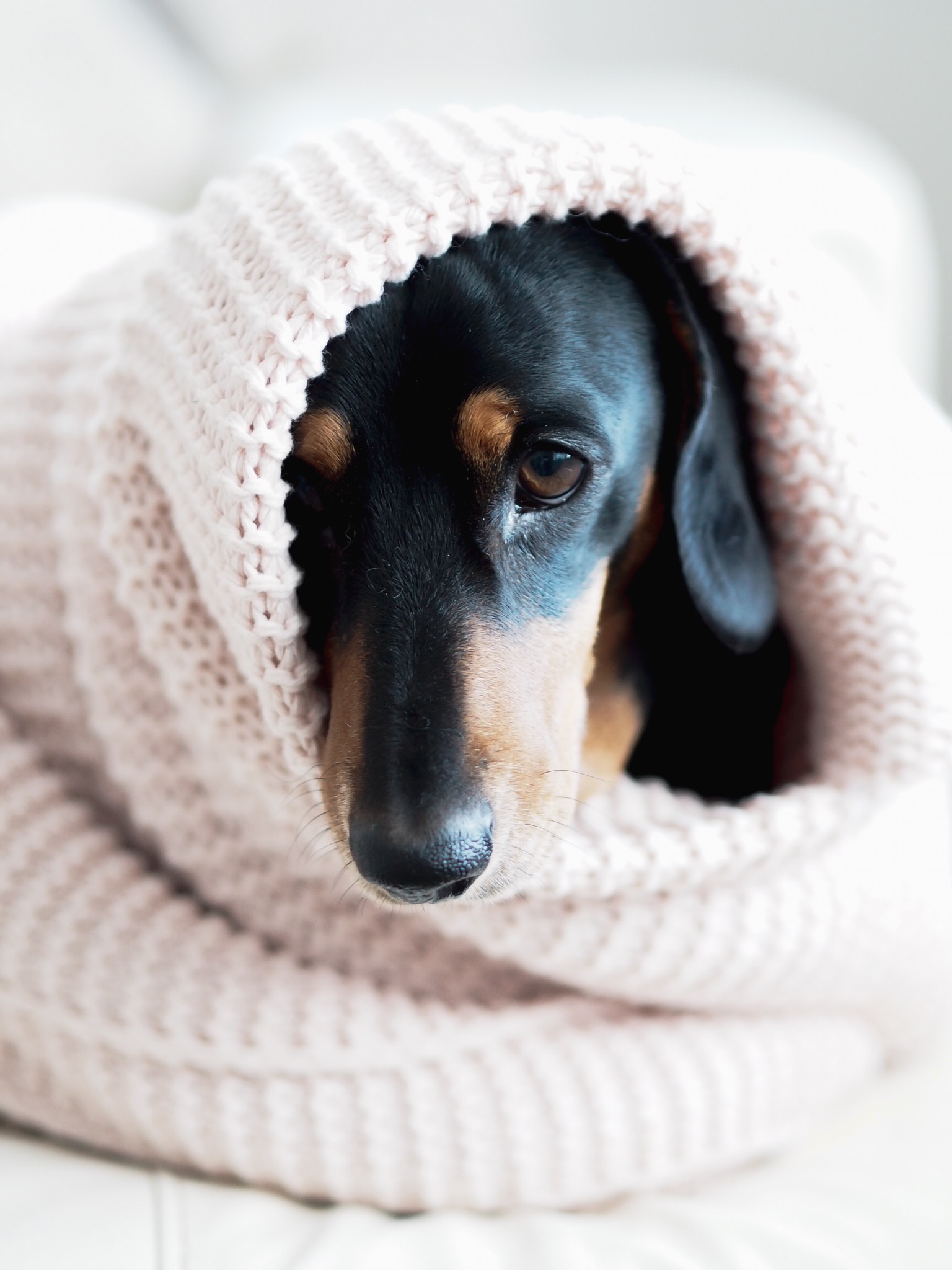 How to keep your dog calm this bonfire night!