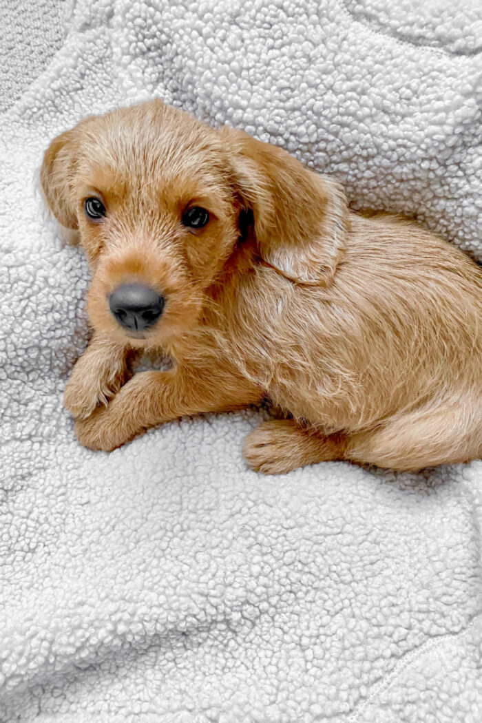 Meet Rosie!